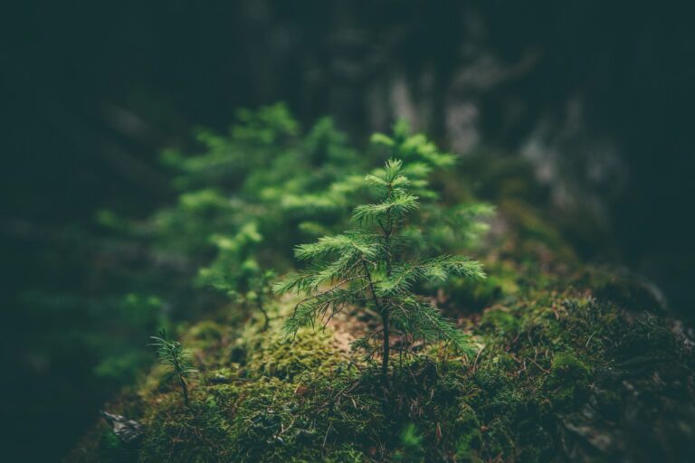 green tree growing in nature