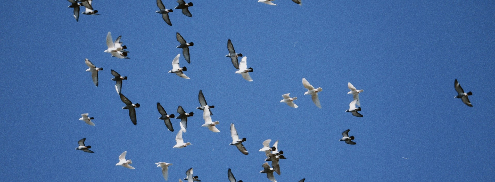 pigeons in the sky