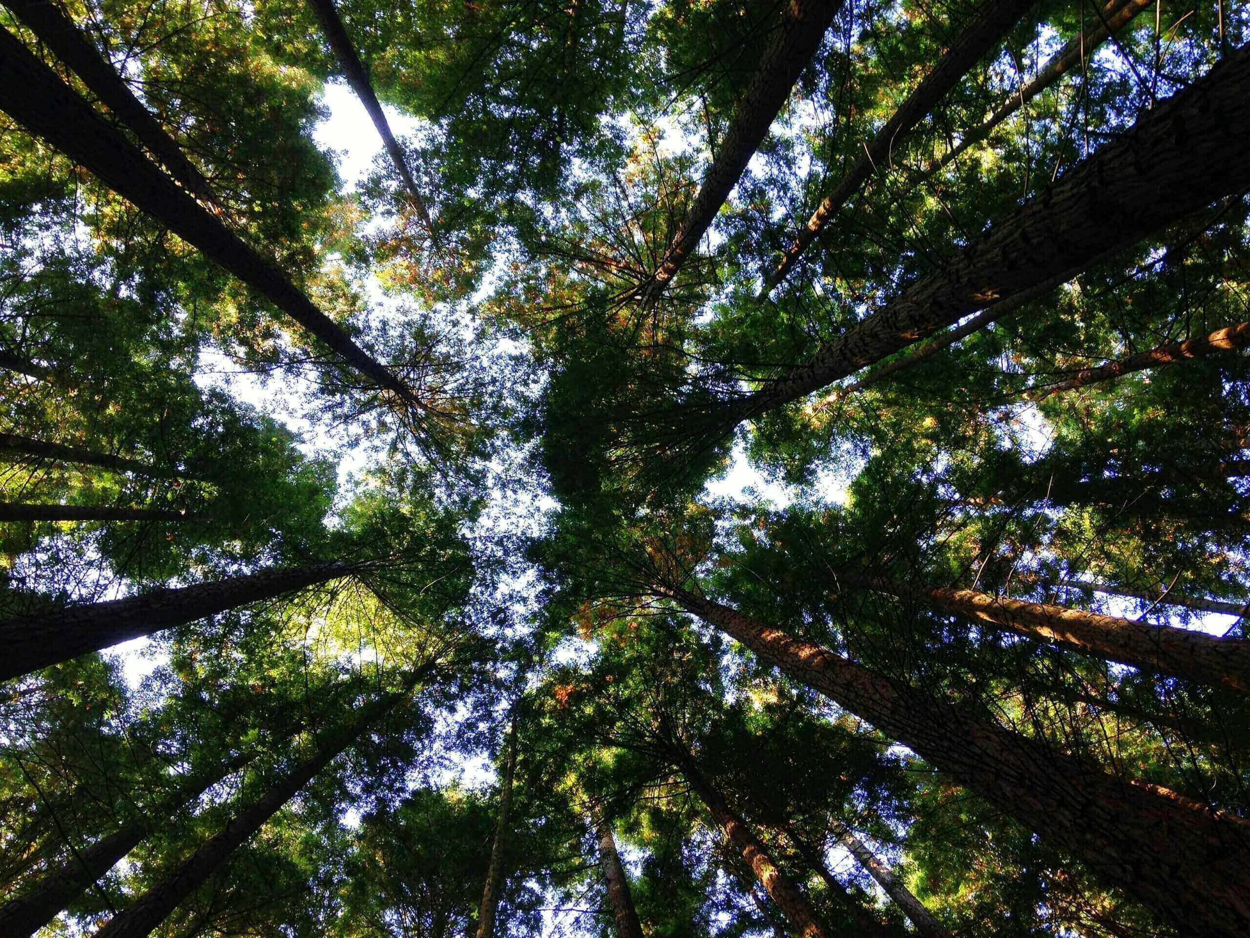 trees photographed from below