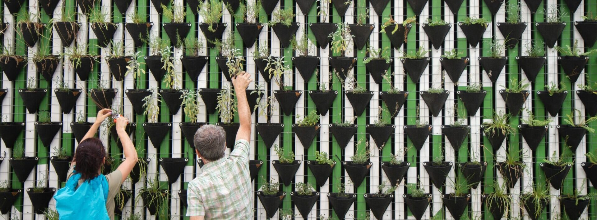 people putting plants into a plant wall